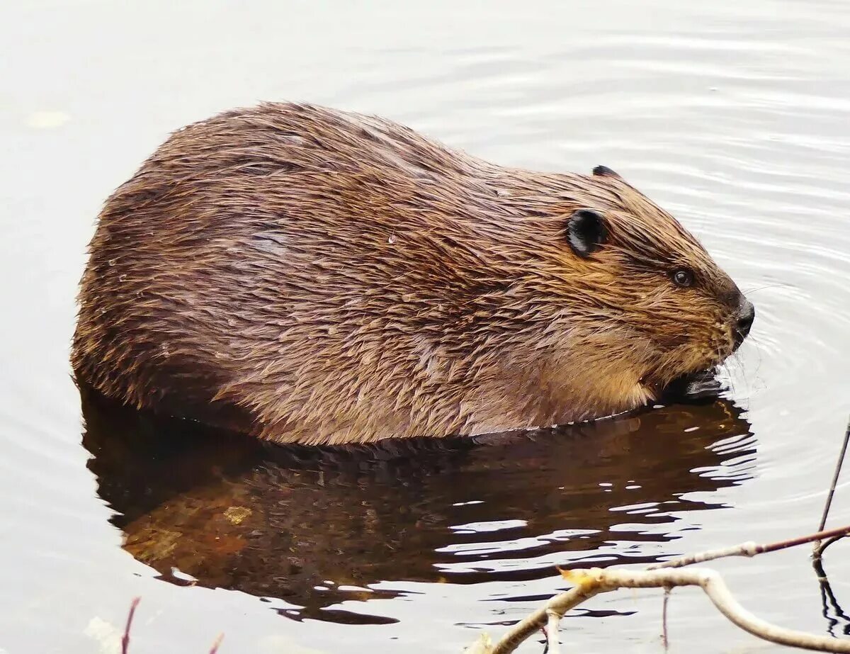 Бурые бобры. Западносибирский Речной Бобр. Канадский Бобр (Castor canadensis). Западно Сибирский обыкновенный Бобр. Западносибирский обыкновенный Бобр.