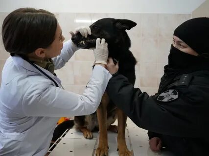 Роль ветеринарной службы