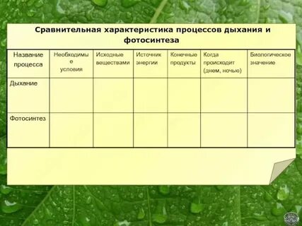Исходные продукты фотосинтеза