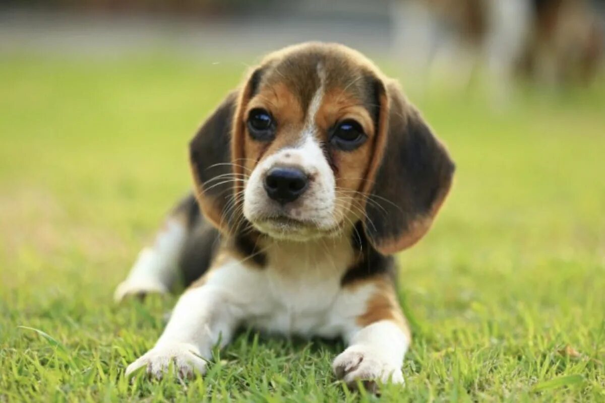 Порода бигль фото цена щенка En Çok İlgi Gören 5 Köpek Irkı