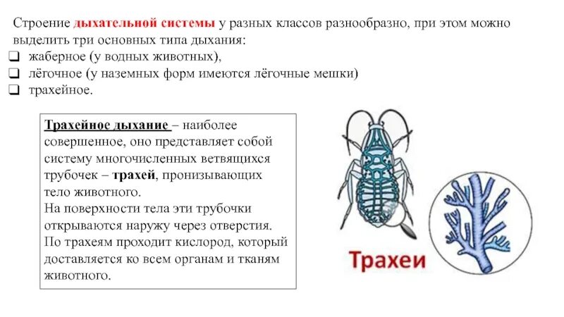 В чем особенность трахейного дыхания. Трахейное дыхание у животных. Дыхательная система членистоногих. Трахейно легочное дыхание насекомых. Жаберное дыхание у насекомых.