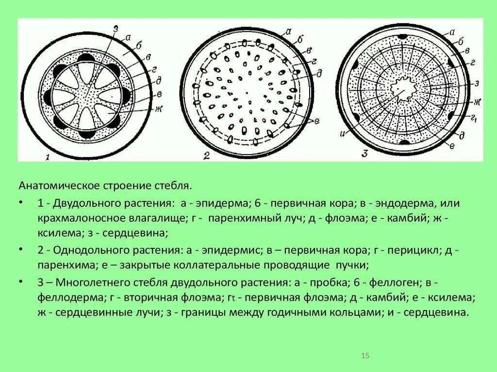 Однодольные растения ткани. Анатомическое строение стебля однодольных. Первичное строение стебля однодольных. Схема поперечного стебля двудольного травянистого. Первичное Анатомическое строение стебля однодольных растений.