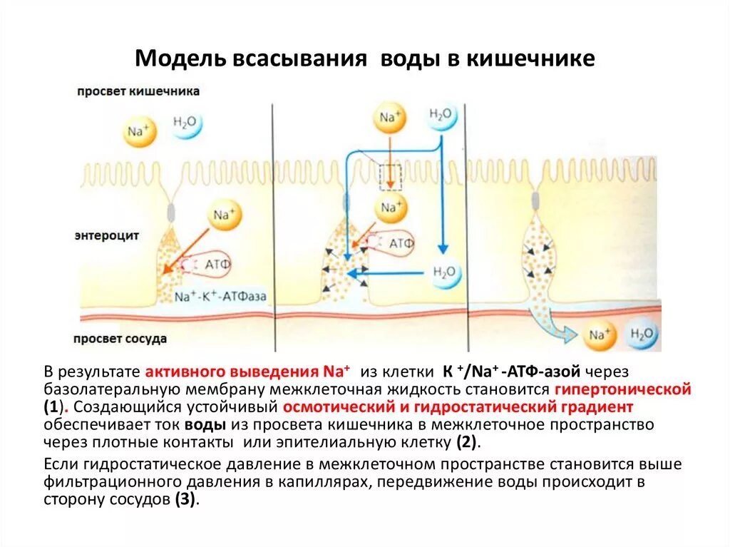 Механизм всасывания воды в кишечнике физиология. Схема всасывания воды в кишечнике. Механизм всасывания в толстом кишечнике. Вода всасывается в кишечнике.