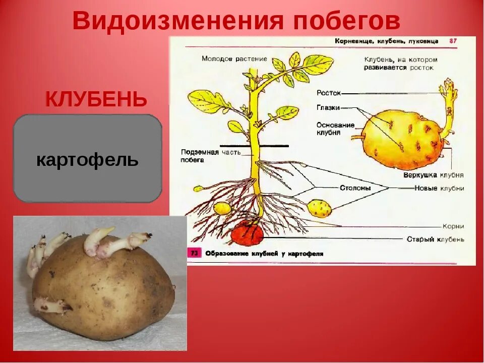 Видоизменённые побеги строение клубня. Строение видоизмененного побега луковицы. Клубень картофеля видоизменённый побег. Луковица видоизмененный побег строение. У картофеля образуются укороченные подземные побеги округлой