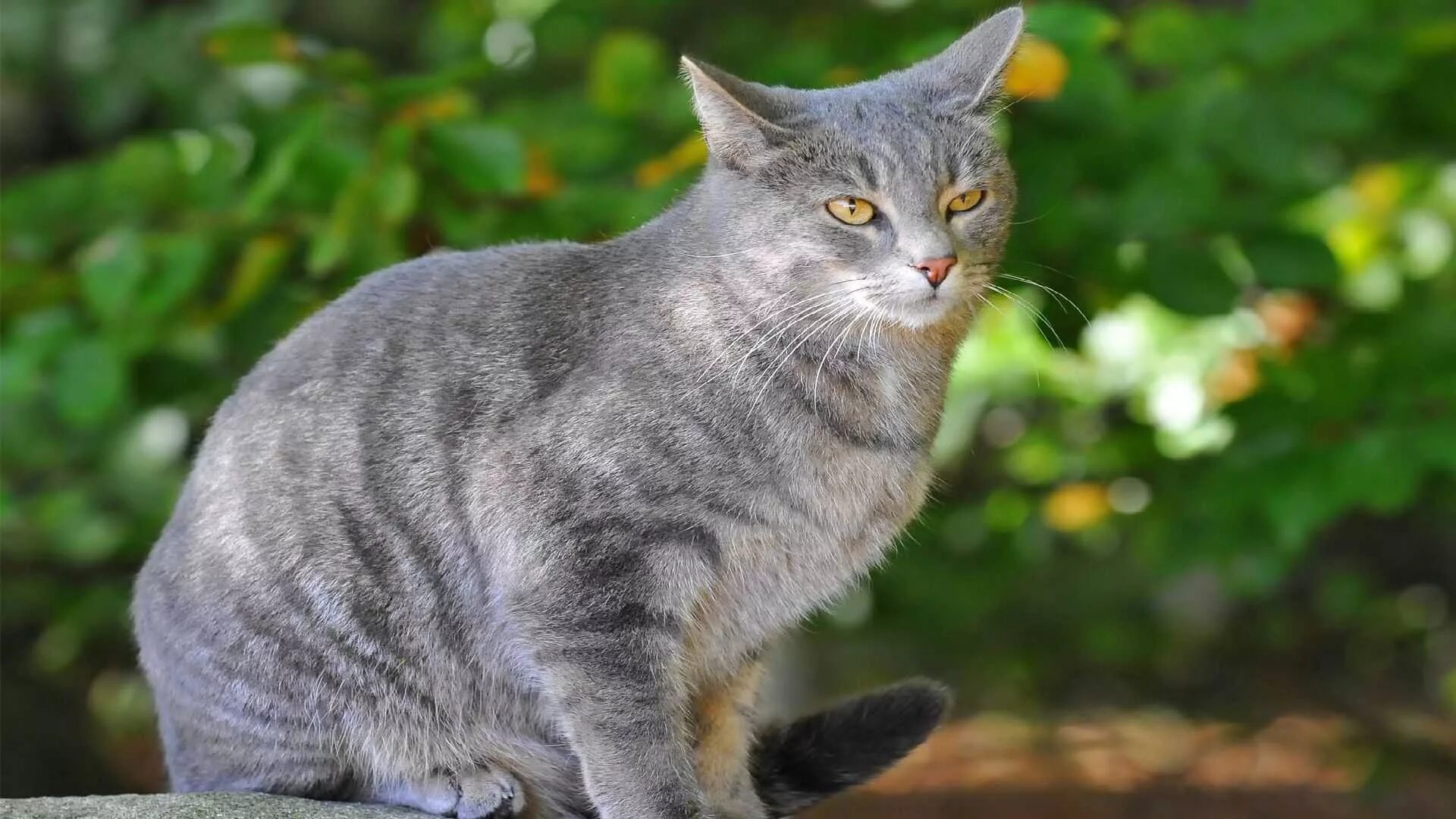 Шартрез кот полосатый. Австралийский дымчатый кот. Анатолийский кот серый. Дымчатый европейская короткошерстная кошка. Серая полосатая порода