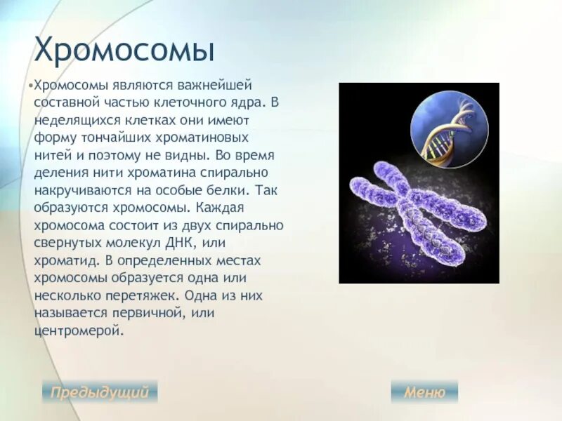 Хромосома в растительной клетке. Хромосома. Хромосомы в ядре клетки.