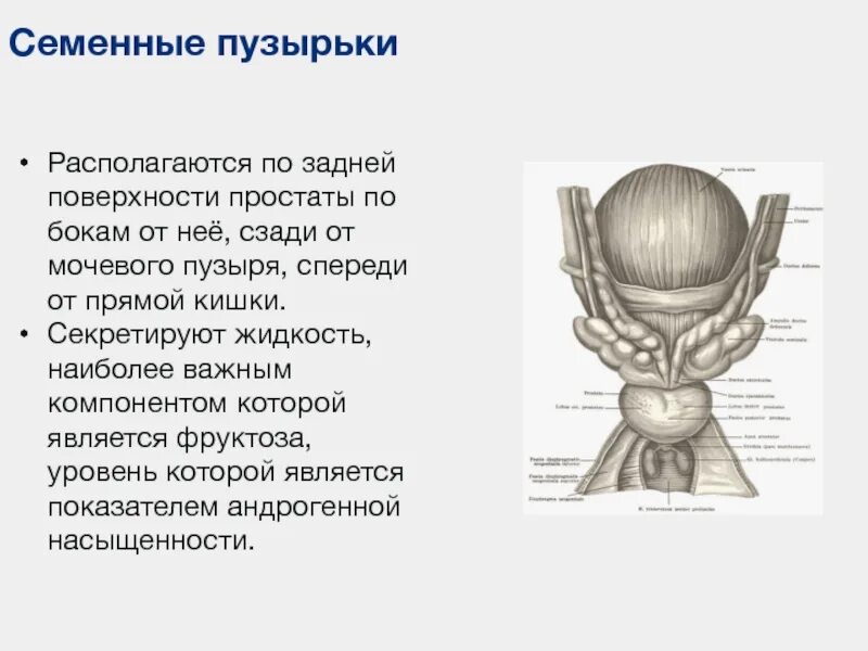 Давит на простату. Семенные пузырьки анатомия. Семенные пузырьки располагаются. Скелетотопия семенных пузырьков. Семенной пузырь анатомия.