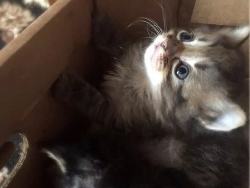 авито белгород котята в добрые