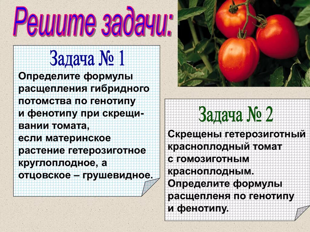 Гибридные абрикосы получены в результате опыления красноплодных. Формула расщепления гибридного потомства. Определите формулу расщепления гибридного потомства по генотипу. Формулы расщепления по генотипу и фенотипу. Определить формулы расщепления потомства по генотипу и фенотипу.