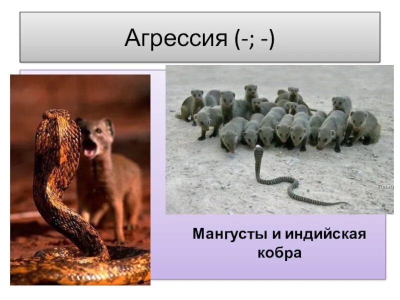 5 межвидовых гибридов. Межвидовые гибриды. Презентация на тему Мангуст. Межвидовая Дружба змей. Мангуст и индийская Кобра Тип взаимоотношений.