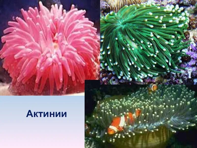 Кораллы полипы Кишечнополостные. Класс коралловые полипы (Anthozoa). Шестилучевые коралловые полипы. Биология Кишечнополостные коралловые полипы.