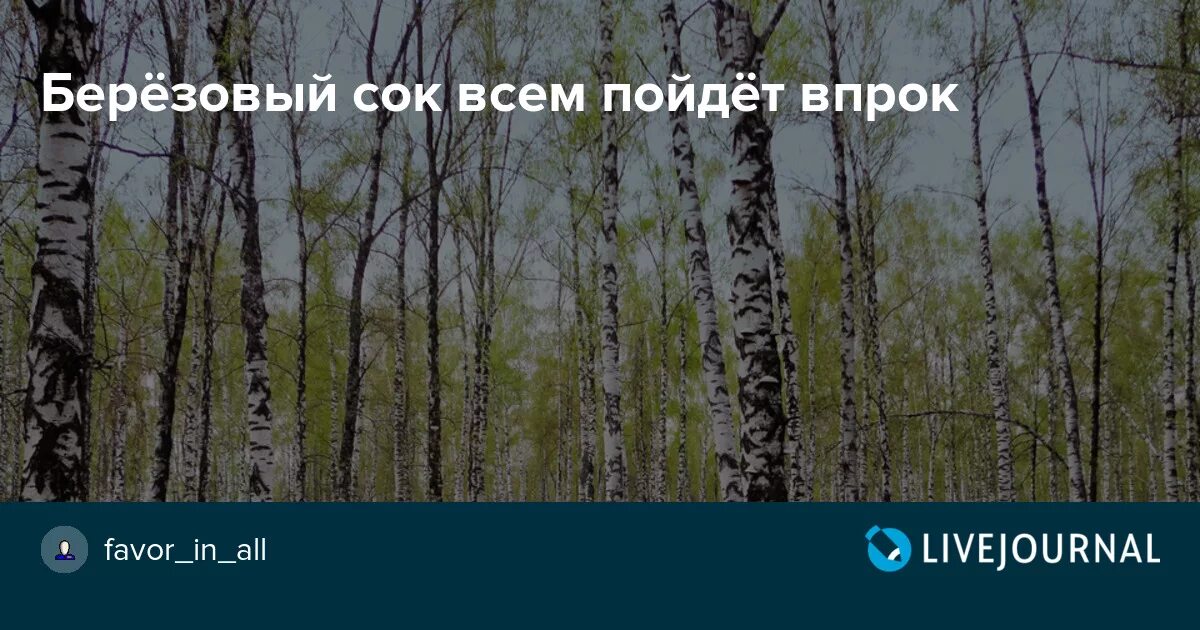 Березовый сок слова. Текст песни березовый сок. Песня берёзовый сок текст песни. Пил березовый сок слова песни