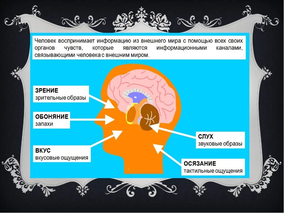 Восприятие информации органами чувств. Как человек воспринимает информацию. Процент восприятия информации человеком через органы чувств. Человек воспринимает информацию с помощью органов чувств.