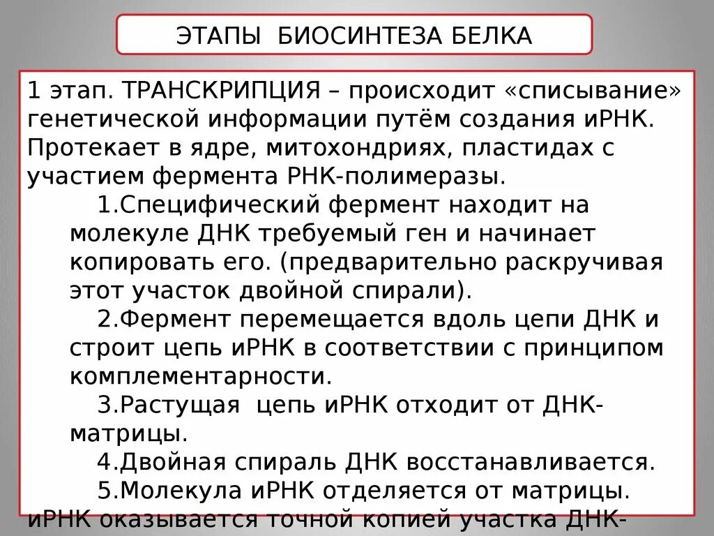 Синтез белка фаза. Второй этап синтеза белка кратко. Первый этап синтеза белка кратко. Процесс биосинтеза белка кратко. Этапы биосинтеза белка кратко.