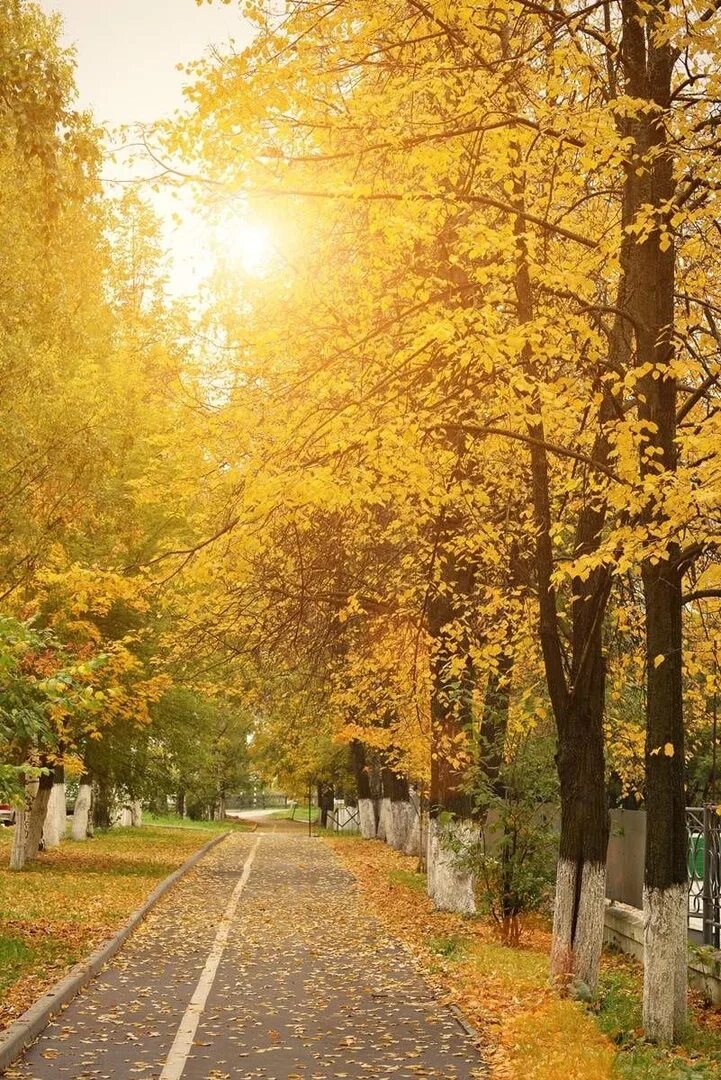 Улица золотистая. Золотая осень Вологда. Осенняя Вологда. Осень Вологда парк. Вологда осень Вологда РФ.