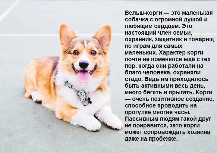 Породы собак характер отзывы достоинства