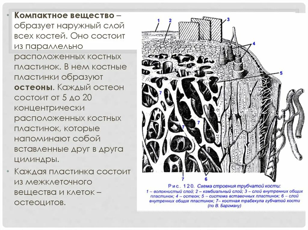 Губчатые кости образуют. Костная ткань компактное вещество губчатое вещество. Остеоны в компактном веществе. Остеон губчатое компактное вещество. Строение компактного вещества.