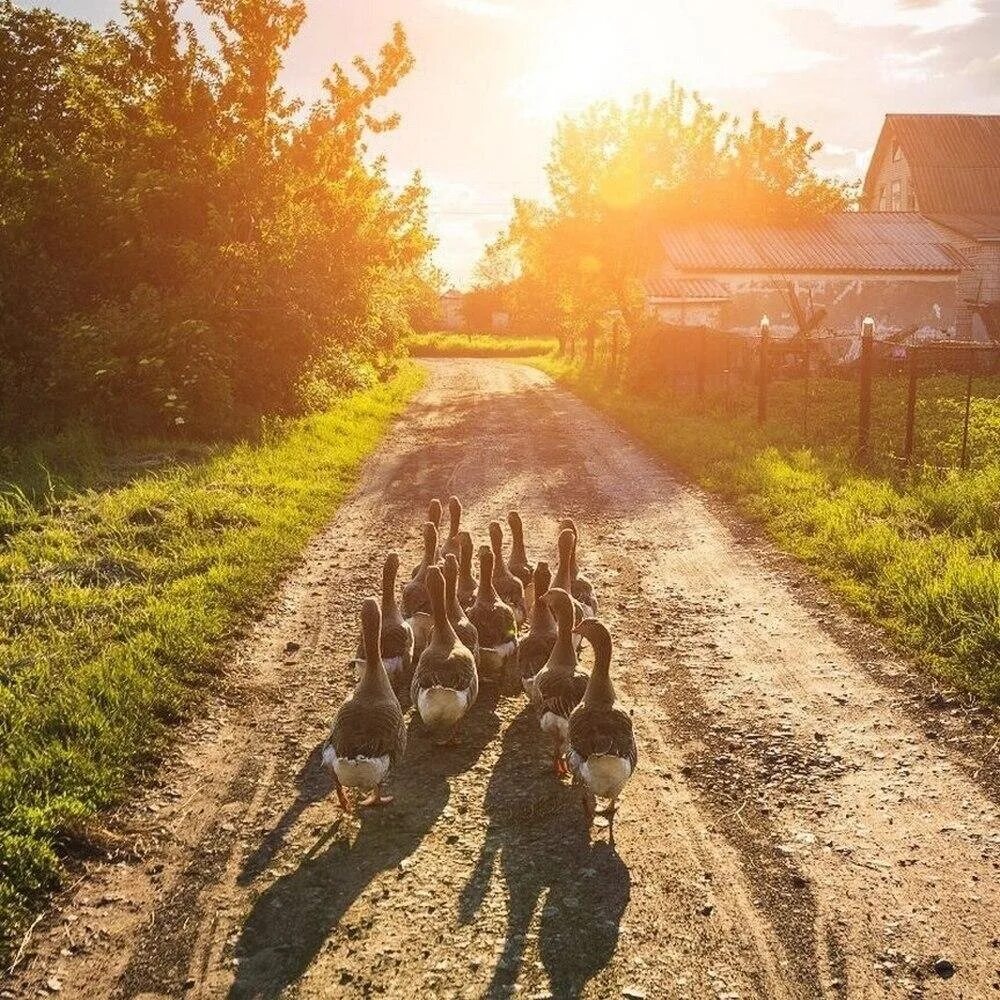 Утро в деревне. Деревья утро. Раннее утро в деревне. Деревня лето утро.