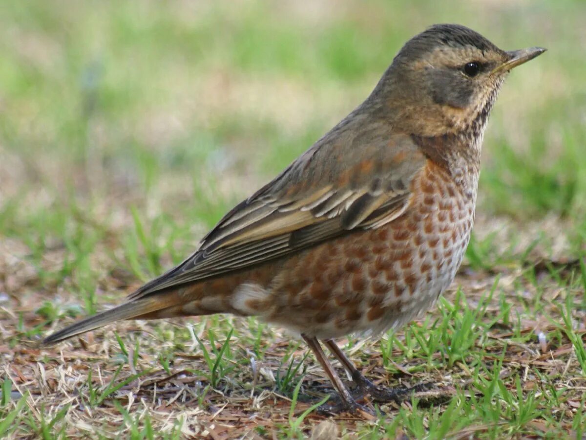 Птица с рябым оперением. Дрозд Науманна (turdus naumanni). Деряба рябинник. Дрозд крапивник. Рыжегрудый Дрозд.