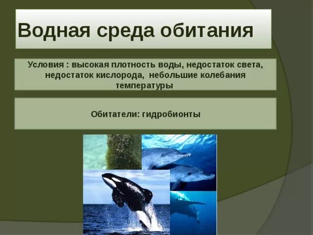 Водная среда обитания условия и приспособления
