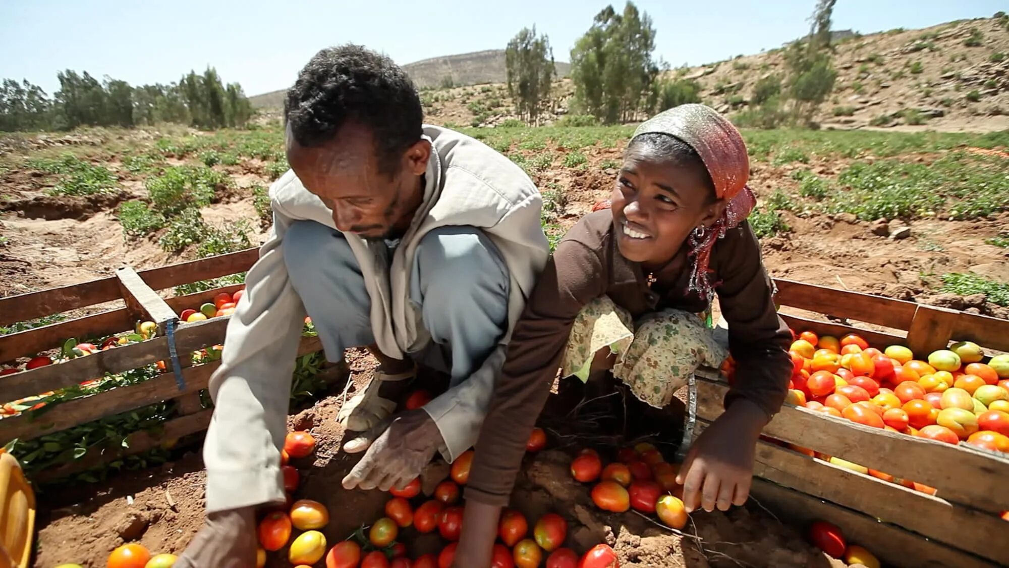 Эфиопия какая экономика. Эфиопия сельское хозяйство. Сельскохозяйство Марокко. Эритрея сельское хозяйство. Хозяйство Африки.