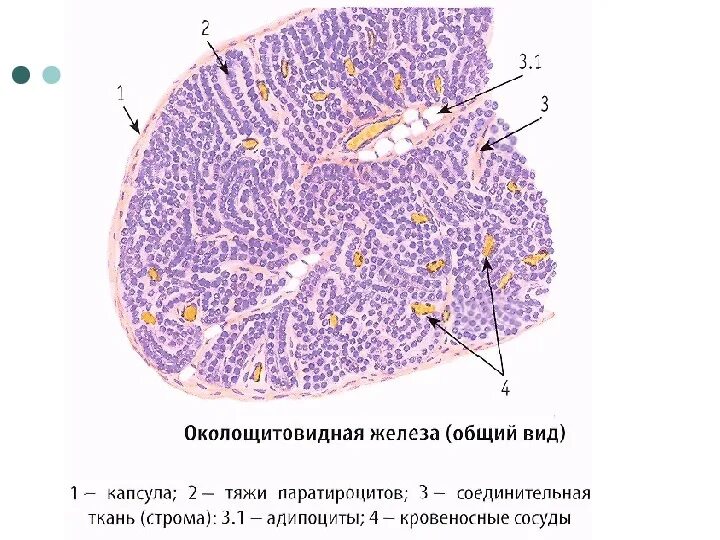 Как выглядит гистология. Строение паращитовидной железы гистология. околощитовидная железа гистология препарат.
