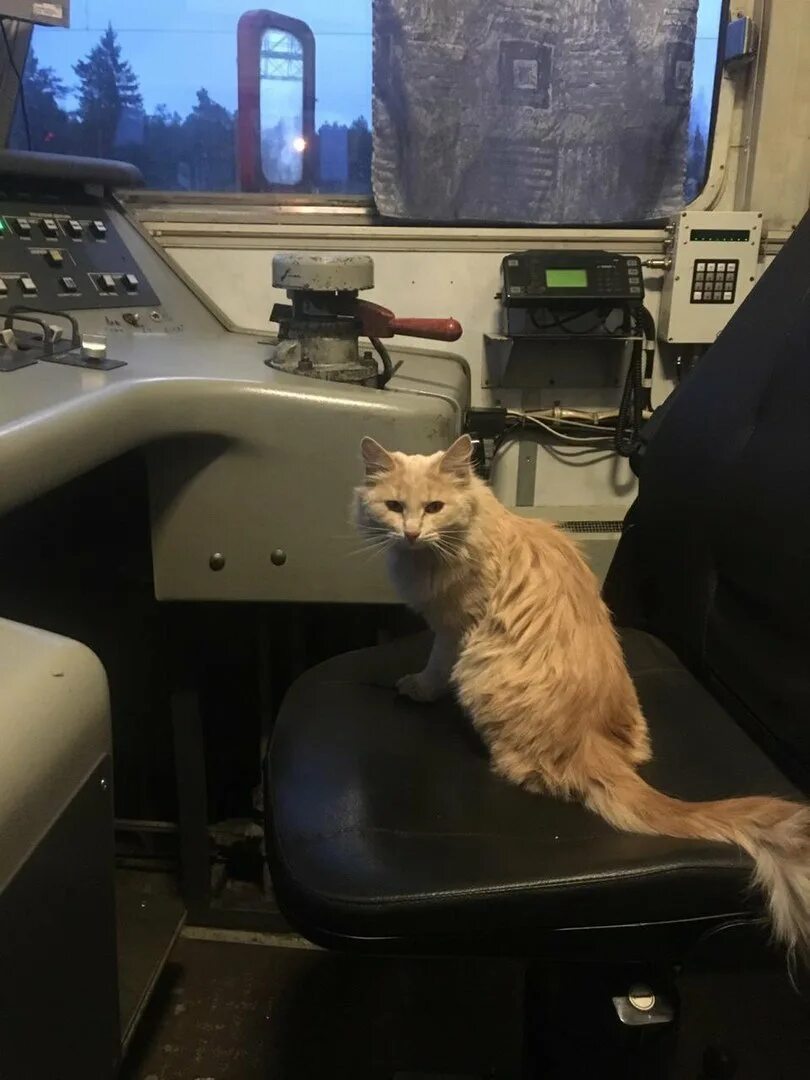 Кот железная дорога. Кот машинист поезда. Кот в электричке. Кот Железнодорожник. Кошка в поезде.