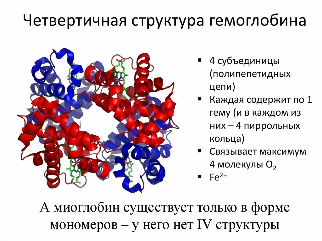 Четвертичная структура гемоглобина схема. Четвертичная структура гемоглобина. Четвертичная структура белка гемоглобина схема. Четвертичная структура белка гемоглобина.