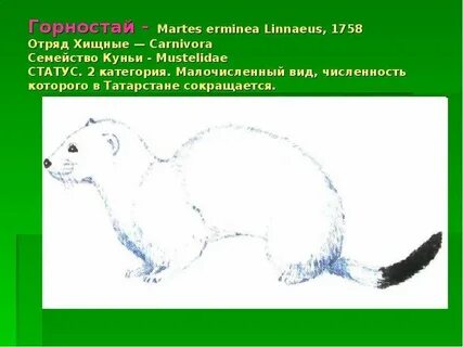 Вид семейства куньих отряд хищных