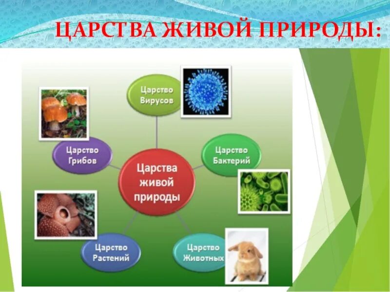 Основные царства живого. Царства живой природы. Биология царства живой природы. Царства живой природы схема. Шесть Царств живой природы.