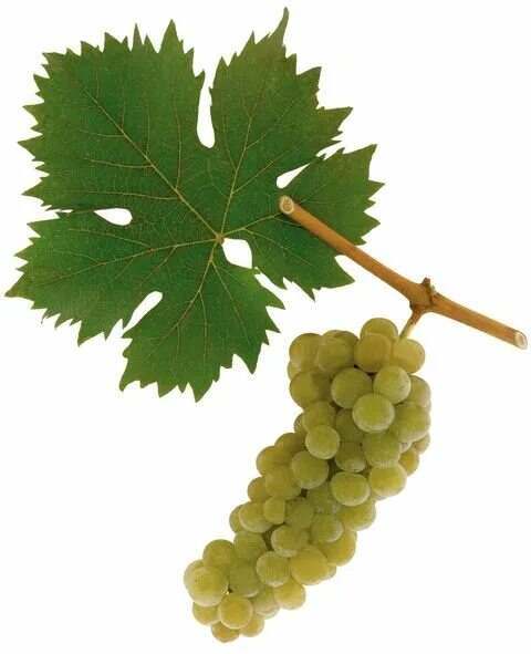 Gelber Muskateller виноград. Виноград Москато. Gelber. Grapes different Types.