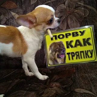 День чихуа