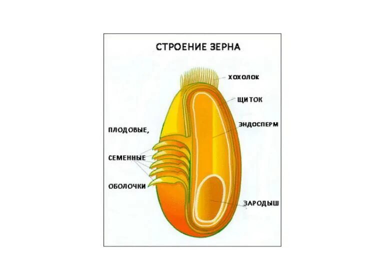 Строение зерна пшеницы зерновки. Строение зерновки ржи. Строение зерна ржи. Структура зерновки пшеницы.