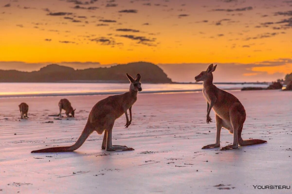 Пляж лаки бэй австралия. Австралия природа кенгуру. Остров кенгуру (залив сент-винсент). Австралия тоже. Южная австралия кенгуру.