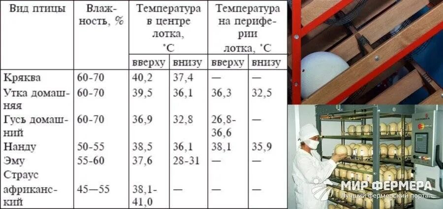 Инкубация страусиных яиц в инкубаторе таблица. Режим инкубации страусиных яиц таблица. Режим инкубации страусиных яиц. Температурный режим для страусиных яиц в инкубаторе. Инкубация индюшиных яиц в инкубаторе несушка