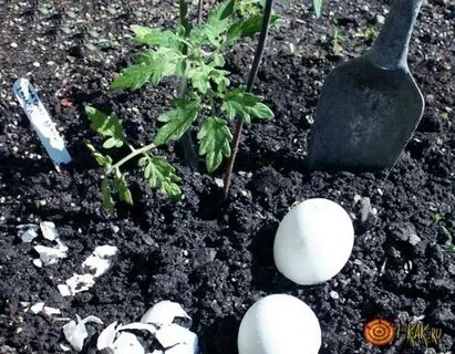 Яичная скорлупа при посадке помидор