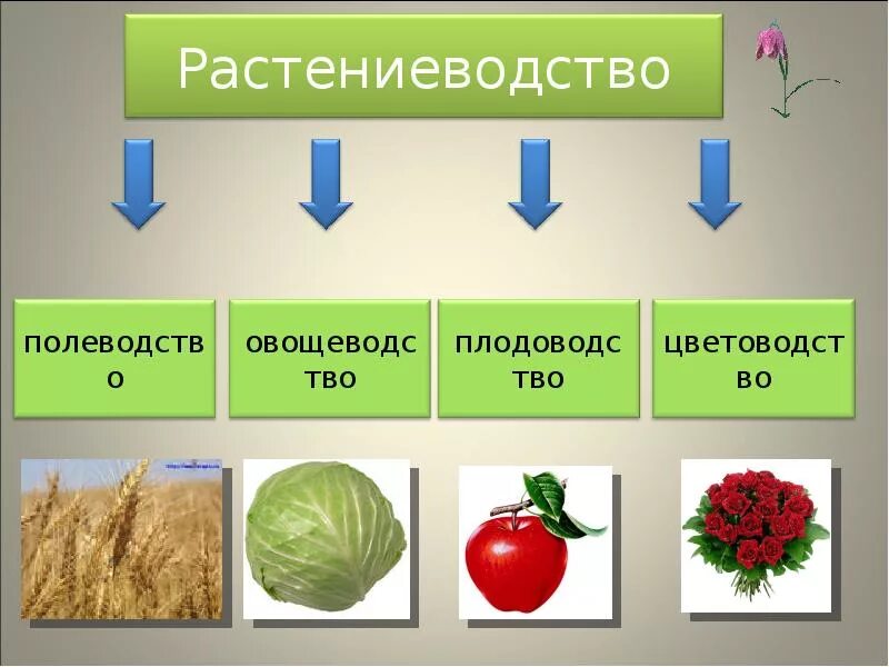 Какая какое овощеводство. Отрасли растениеводства. Растениеводство в нашем крае. Растениеводство презентация. Проект Растениеводство.