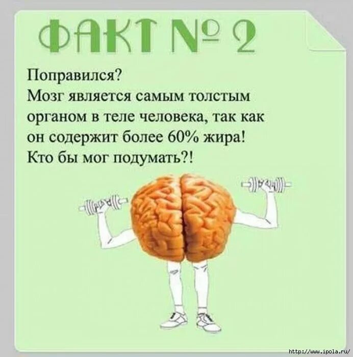 Факты про мозг