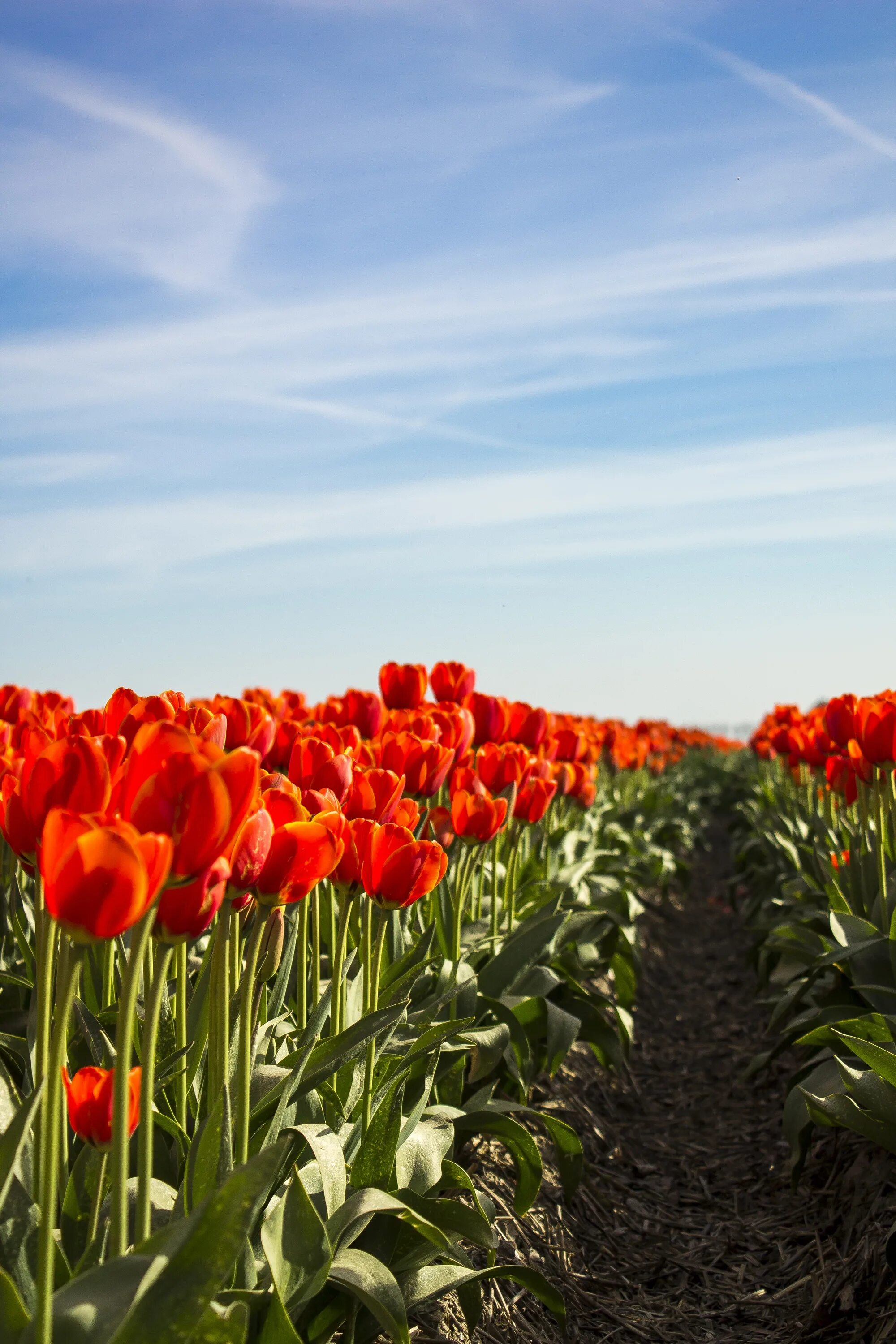 2 ряда тюльпанов. Тюльпановые поля. Голландские тюльпаны. Цветение тюльпанов. Нидерланды тюльпаны.