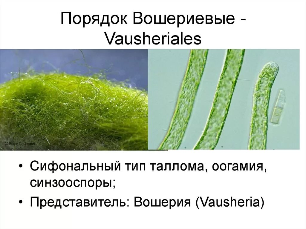 Зеленые водоросли формы. Вошерия водоросль. Вошерия водоросль Тип таллома. Желто зеленые водоросли вошерия. . Xanthophyta - желто зеленые водоросли..