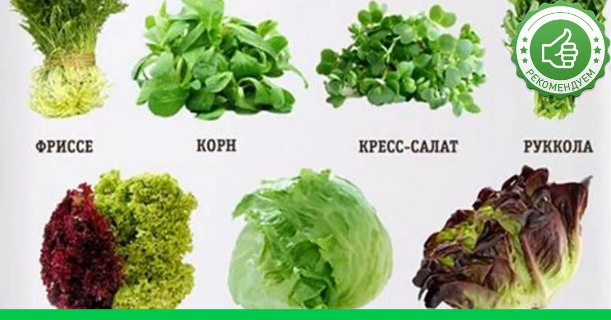 Green types. Фриссе латук. Латук Романо фриссе. Руккола радичио фриссе. Зелень для салатов названия.