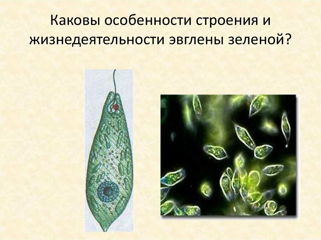 Гетеротрофное питание эвглены зеленой. Простейшие эвглена зелёная строение. Биология эвглена зеленая строение. Структура организма эвглены зеленой. Самое крупное простейшее