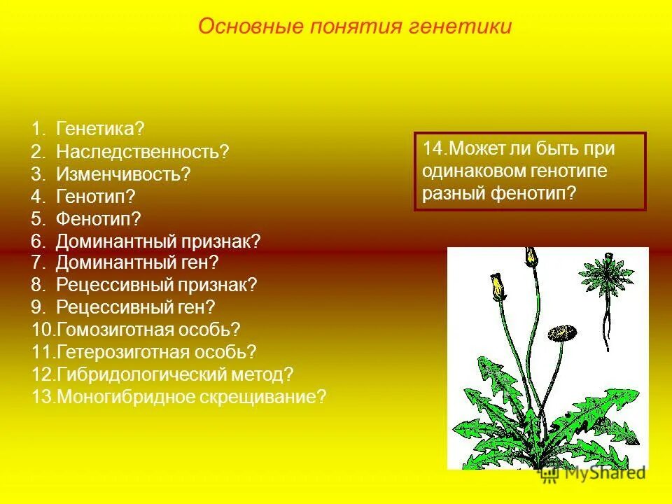 Доминантные и рецессивные аллели. Доминантные и рецессивные аллели. Анализирующее скрещивание. 1 2 3 закона менделя по биологии. Дайте определение ген.