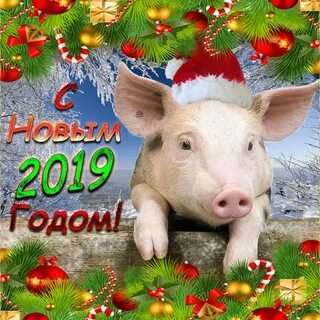 Новый год 2019 картинки, открытки, поросята, свинки