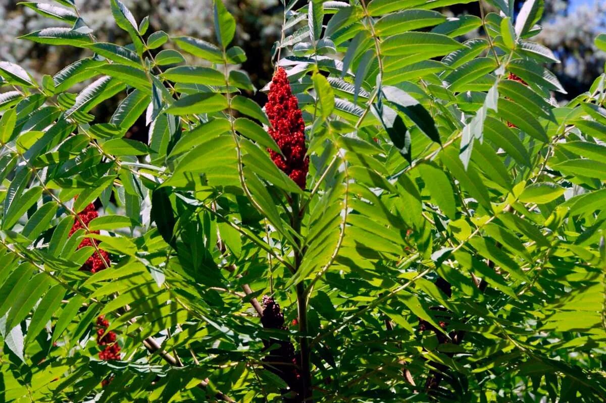 Сумах оленерогий. Сумах оленерогий Rhus typhina. Сумах пушистый оленерогий. Сумах оленерогий уксусное.