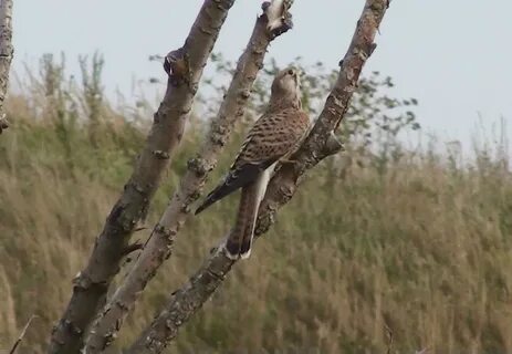 Никольские птицы