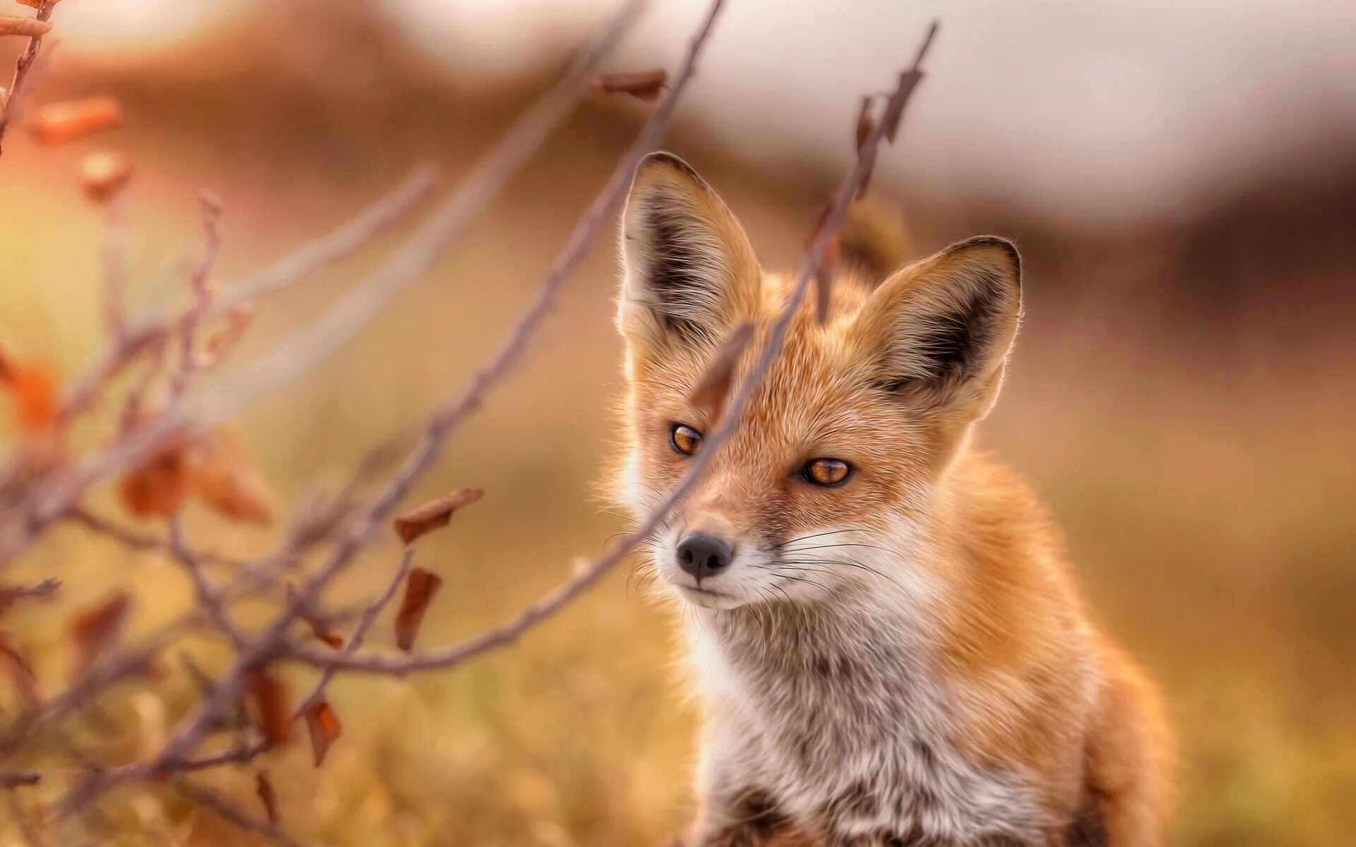 Енотовидная лисица. Лис осенью. Осенняя лисичка. Лис осенью. Животные осенью.