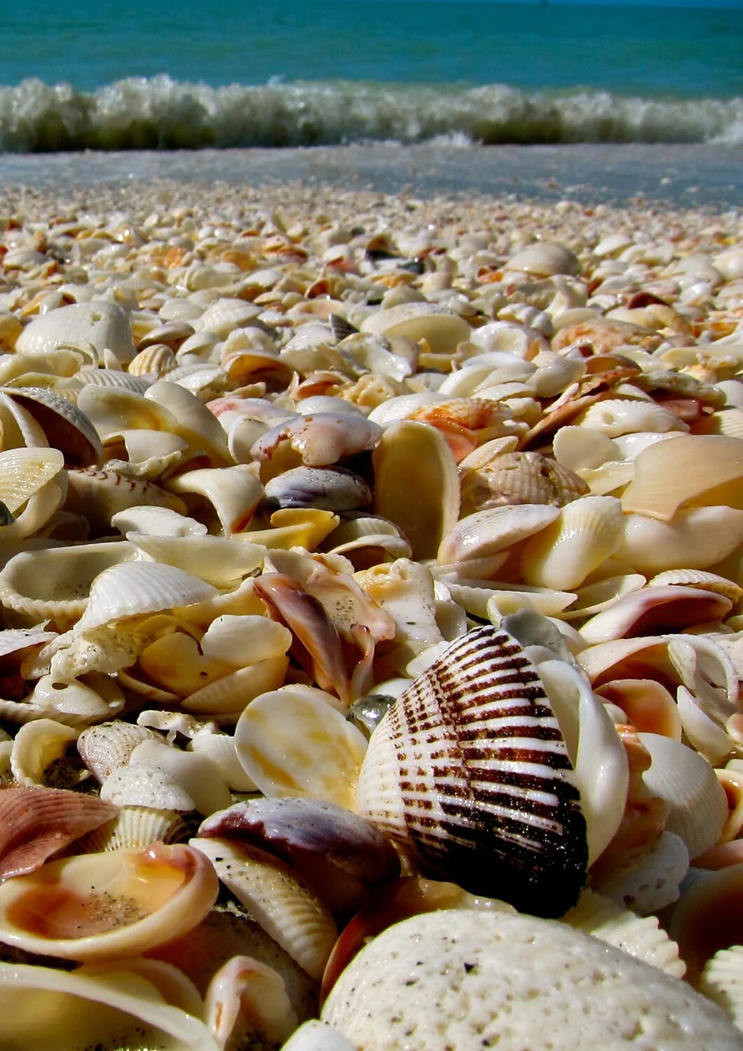 Shell island. Анегада архипелаг ракушки. Шелл Бич. Феодосия ракушечный пляж. Остров Санибел.