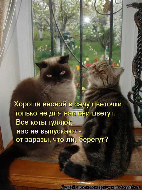ноты песен т бокач. хороши весной в саду минус. хороши весной в саду цветочки ноты. хороши весной в саду цветочки. хороши весной в саду цветочки текст.