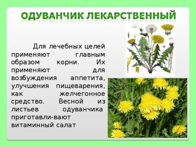 Польза и вред цветков одуванчика для организма. Одуванчик лекарственное растение. Одуванчик в лекарственных целях. Одуванчик описание. Цветы одуванчика в лечебной цели.